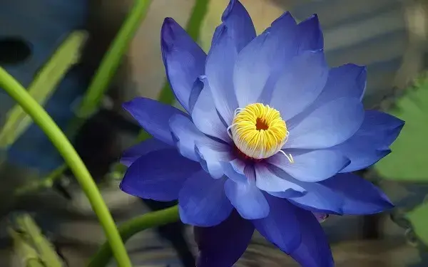 Flor de lótus na cor azul