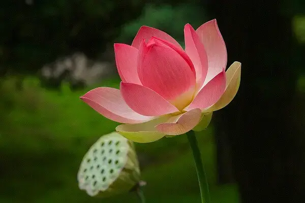 Flor de lótus rosa é a mais significativa para o budismo