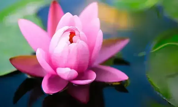 Flor de lótus é significativa para o budismo
