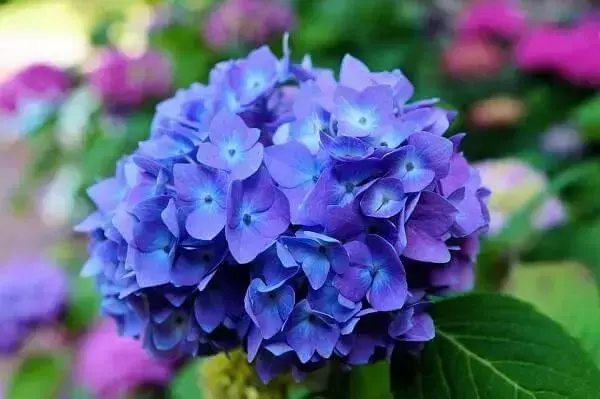 Flores lindas Hortênsia azul
