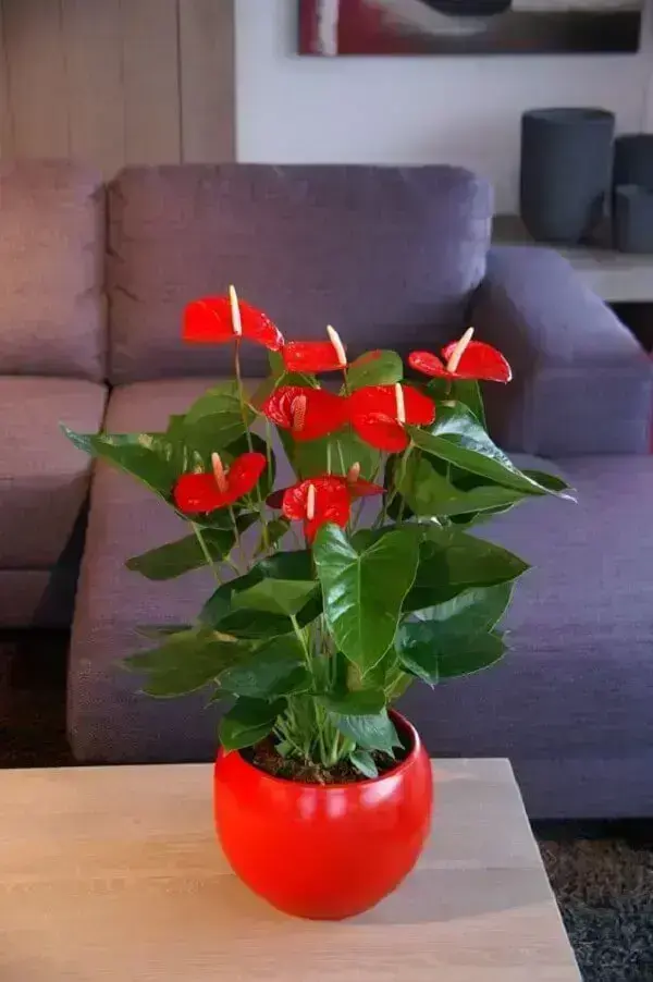 Flores lindas antúrio vermelho no vaso