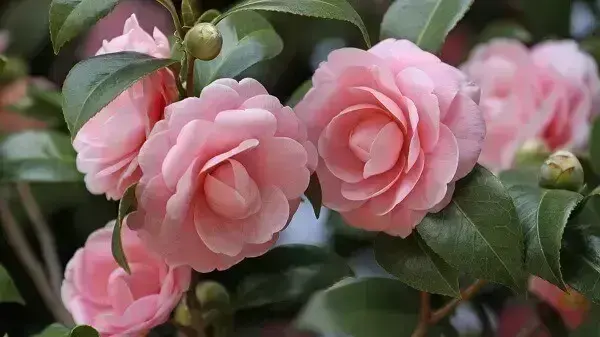 Flores lindas camélia