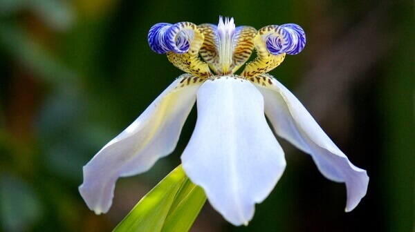 Flores lindas iris