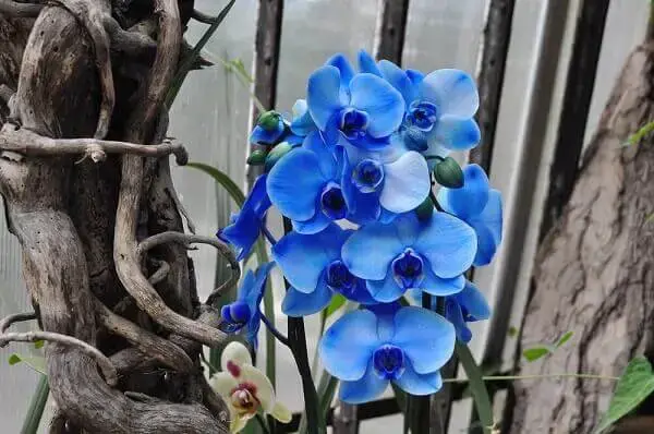 Flores lindas orquídea azul rara