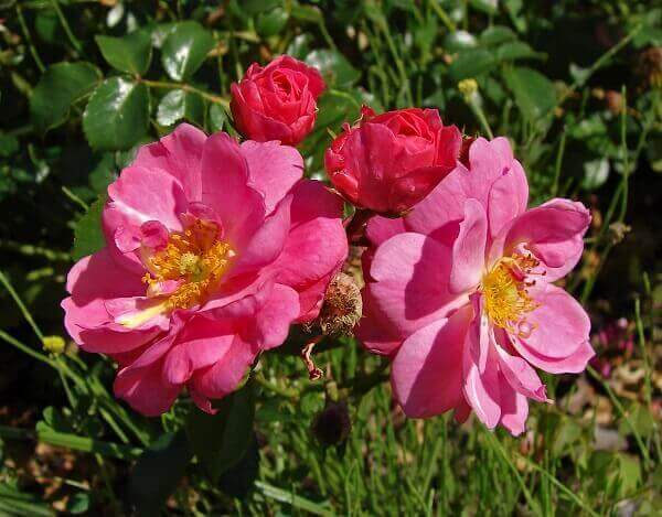 Flores lindas rosas rasteiras
