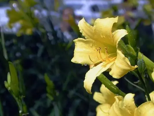 Flores linhas lírio amarelo
