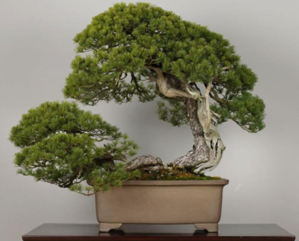 O “Higurashi” de 400 anos de idade, é o bonsai mais caro do mundo. Crédito: Miriam Sato