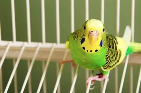 Animais para apartamento pássaros