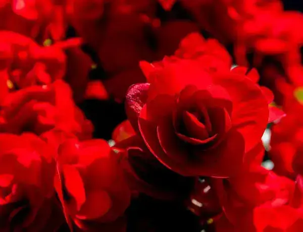 Begônia flor vermelha