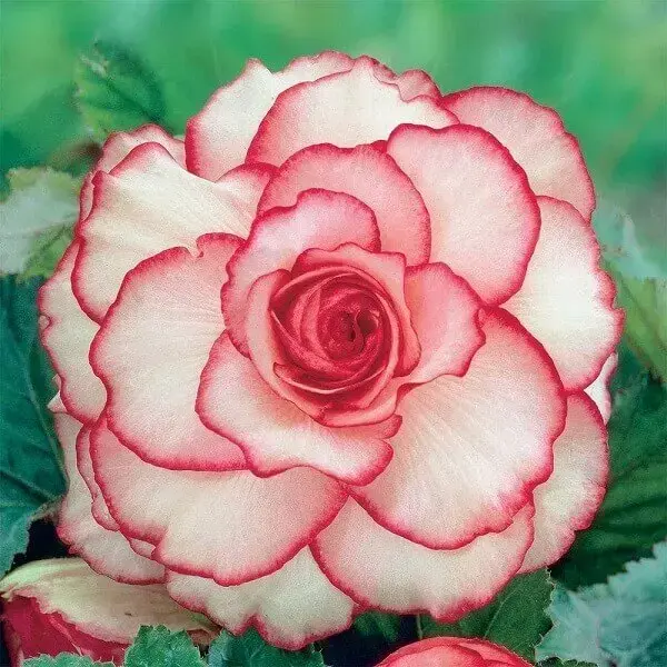 Begônia rosa claro tipos de flores