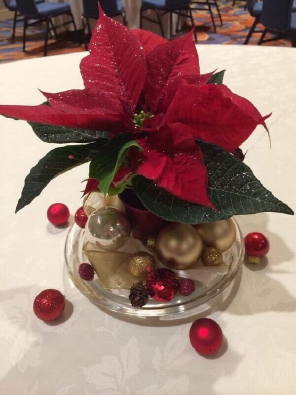 Flor de Natal poisentia em vaso pequeno