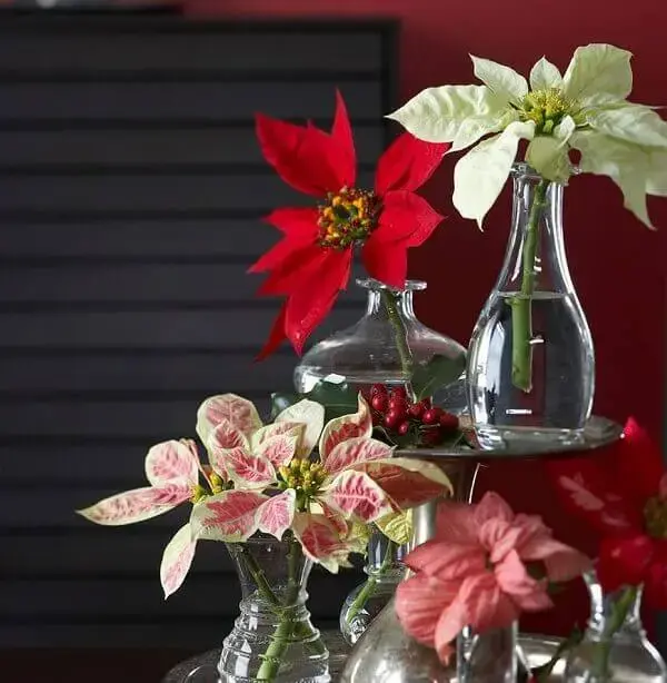 Christmas flower pinsettia arrangements