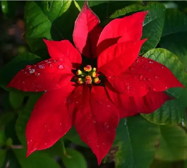 Christmas flower plant symbol
