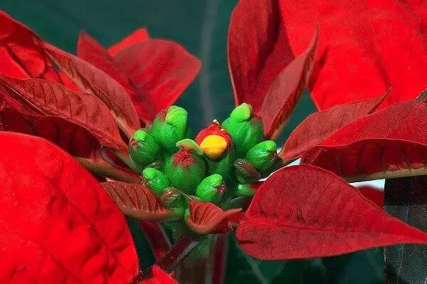 Poeinsethical Christmas flower