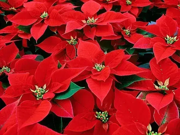 Christmas flower is widely used in decoration
