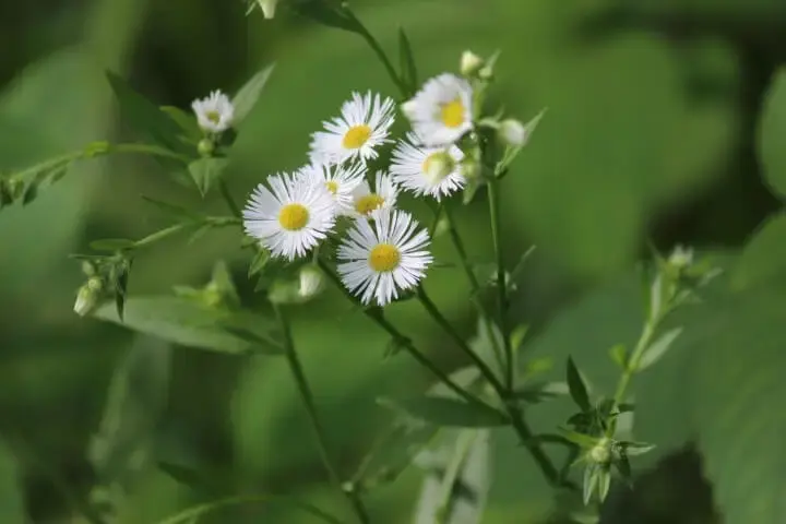 Flor do campo branca com botões amarelos Foto de Seasons Flow