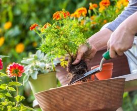 Utilize as ferramentas certas para a jardinagem