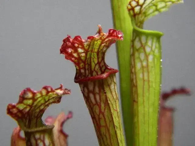Detalhe das plantas carnívoras do tipo Sarracenia Foto de Plakat69