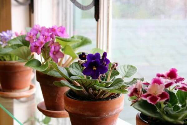 Plantas para dentro de casa violeta