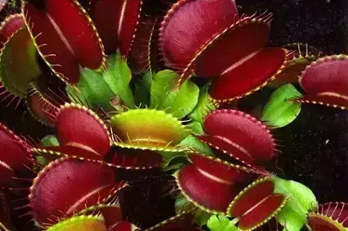 Plantas carnívoras Dioneia em tons de verde e vermelho Foto de Pinterest