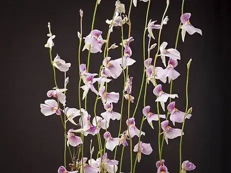 Plantas carnívoras Urticalaria em tons de rosa claro Foto de Orchid Borealis