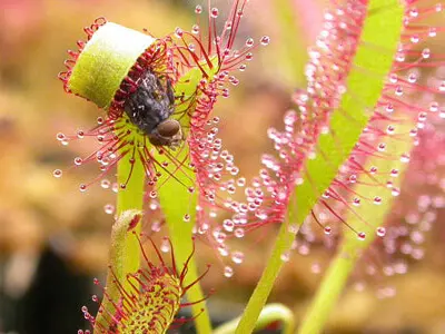 Plantas carnívoras do tipo Drosera com inseto preso Foto de Sarracenia Northwest