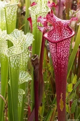 Plantas carnívoras tipo Sarracenia longas Foto de Pinterest
