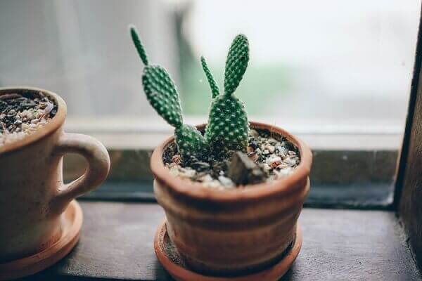 Plantas para dentro de casa cactus
