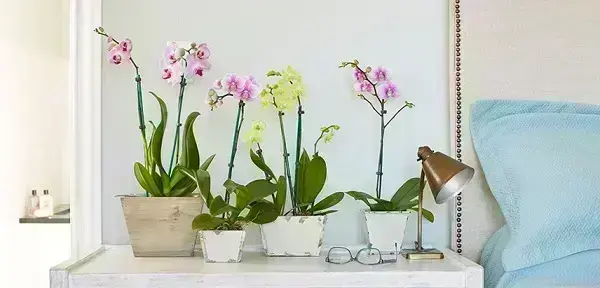 Plantas para dentro de casa orquídeas