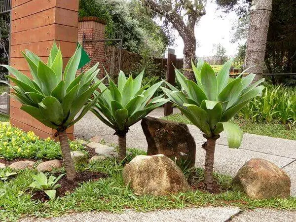 Plantas para jardim agave dragão