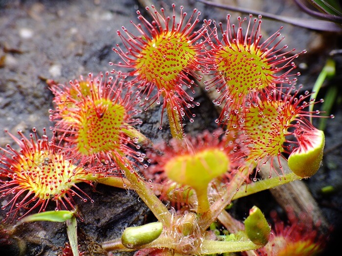 Várias plantas carnívoras podem ser usadas como plantas ornamentais. Fonte: BioDiversity4All