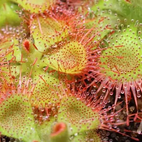 Zoom em plantas carnívoras do tipo Drosera Foto de Curious Plant