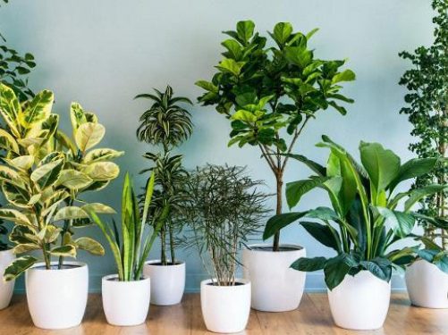 Diferentes tipos de planta para dentro de casa