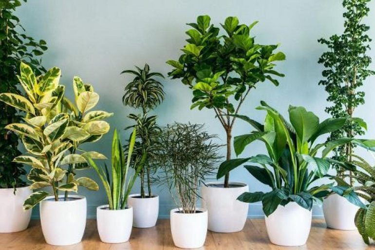 Diferentes tipos de planta para dentro de casa