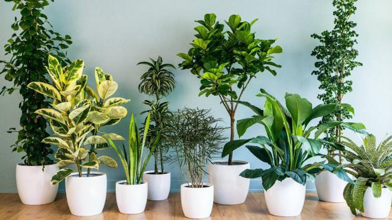 Plantas Para Dentro de Casa: +20 Espécies Para Conhecer e Cultivar
