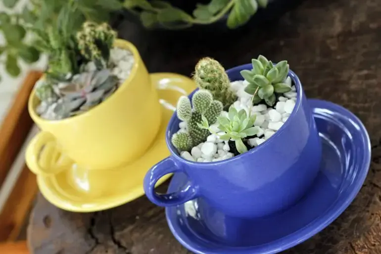 O mini jardim de suculentas é montado em xícaras de porcelana coloridas