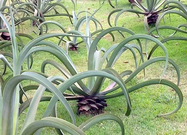 Tipos de plantas ornamentais como a agave Polvo são um gênero de suculentas