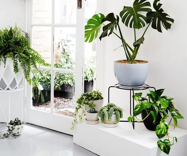 Tipos de plantas ornamentais para espaços pequenos