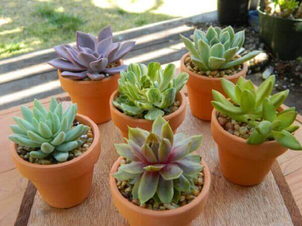 Tipos de plantas suculentas em vasos pequenos