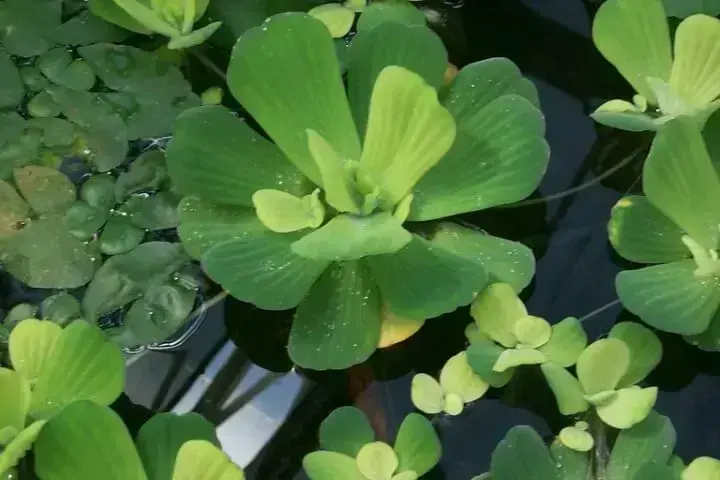 Alface d'água no meio de outras plantas aquáticas verdes Foto de Aquabella Plantas