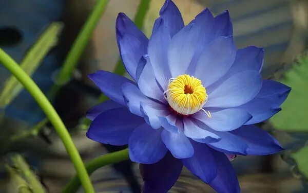Flor-de-lótus azul plantas aquáticas conhecidas Foto de Mythologian