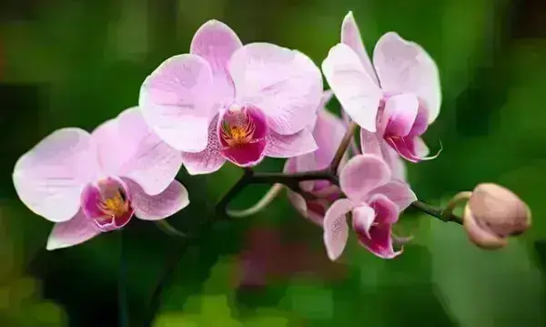 Tudo Sobre o Mundo das Orquídeas