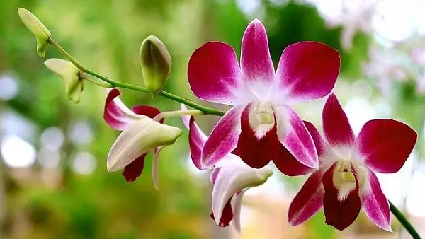 Orquídeas para ambientes internos