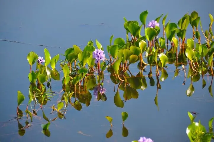 Plantas aquáticas Aguapé com flores lilás Foto de Foto Novak