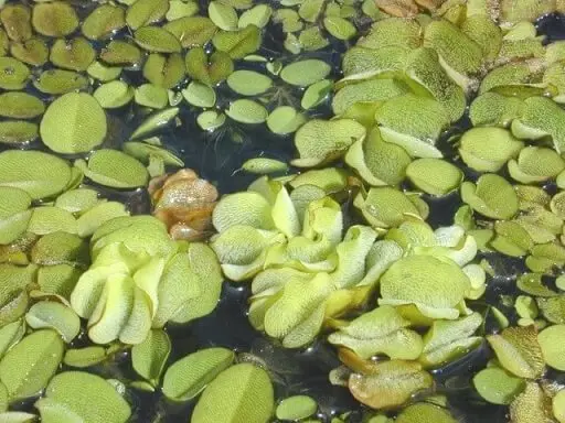 Salvinia plantas aquáticas que têm aparência apenas de folha Foto de Maria Online