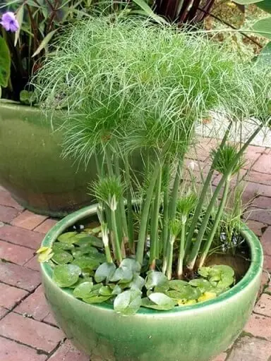Sombrinha-chinesa em vaso com água com outras plantas aquáticas Foto de Science Made Simple
