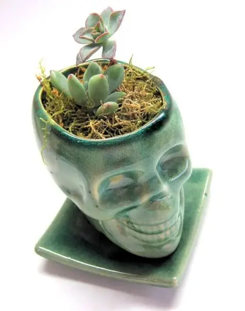 Vasos de cerâmica em formato de caveira Foto de Glassgift Design