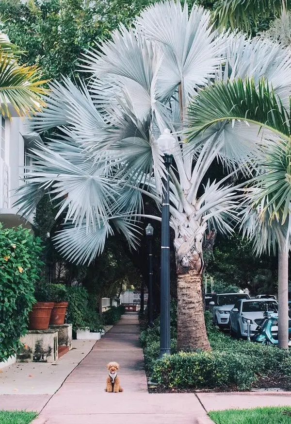 A majestosa Palmeira azul cresce na calçada do bairro sem atrapalhar a passagem dos pedestres