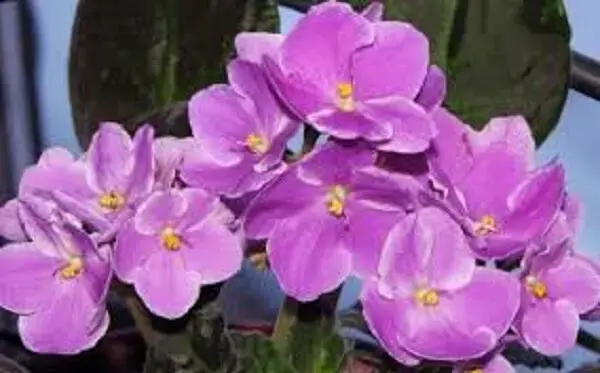 As flores das violetas são delicadas