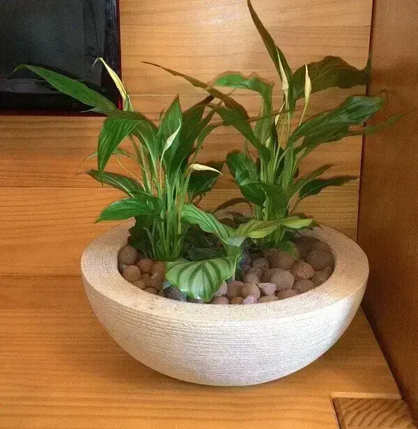 Planta em vaso em casa doente. folhas de plantas em vaso, com
